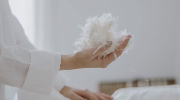 2025 Goose Down Supply: Stable Production Growth and Quality Control as Key Focus